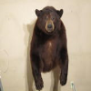 Bear Pics